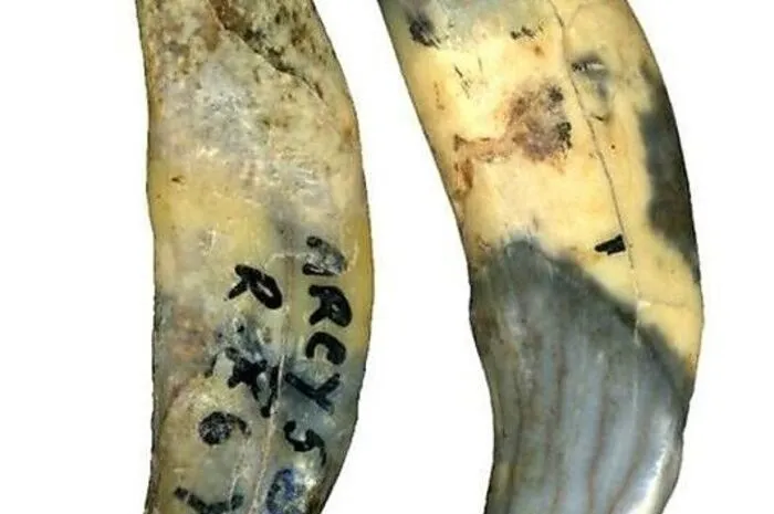Schmuckstücke dienten wohl meist als Standes­symbole. Der Frühmensch (wie auch der Neandertaler) schmückte sich mit Muscheln, Perlen, Schneckenhäusern aber auch schon mit geschnitztem ­Mammut-Elfenbein.