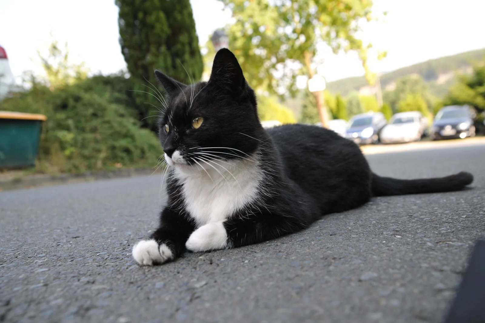 Schnurrli ist Freigang gewohnt, der neue Nachbar hat ein Problem damit