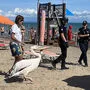 Der in Lignano entflogene Pelikan Giuliano zog in Bibione am Strand die Blicke auf sich