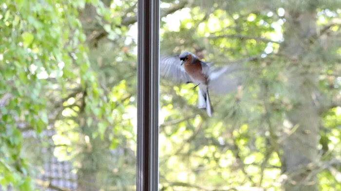Glasflächen können für Vögel schnell zur tödlichen Falle werden, da sie nur die Landschaft erkennen, die sich im Glas spiegelt