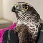 Der Greifvogel hatte sich ins Stiegenhaus eines Mehrparteienhauses in Leoben verirrt