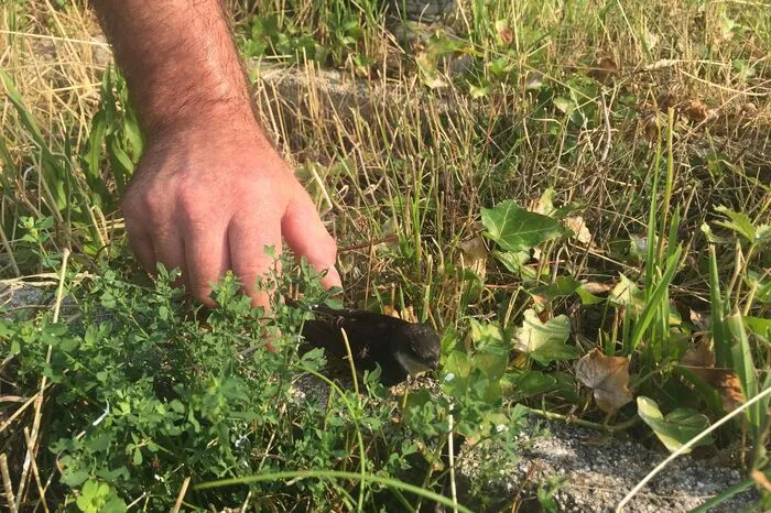 Bevor die zu Hilfe gerufene Feuerwehr Pöllau die Katze aus befreien konnte, flatterte den Einsatzkräften beim Öffnen eines Kanaldeckels ein völlig entkräfterter Vogel entgegen.