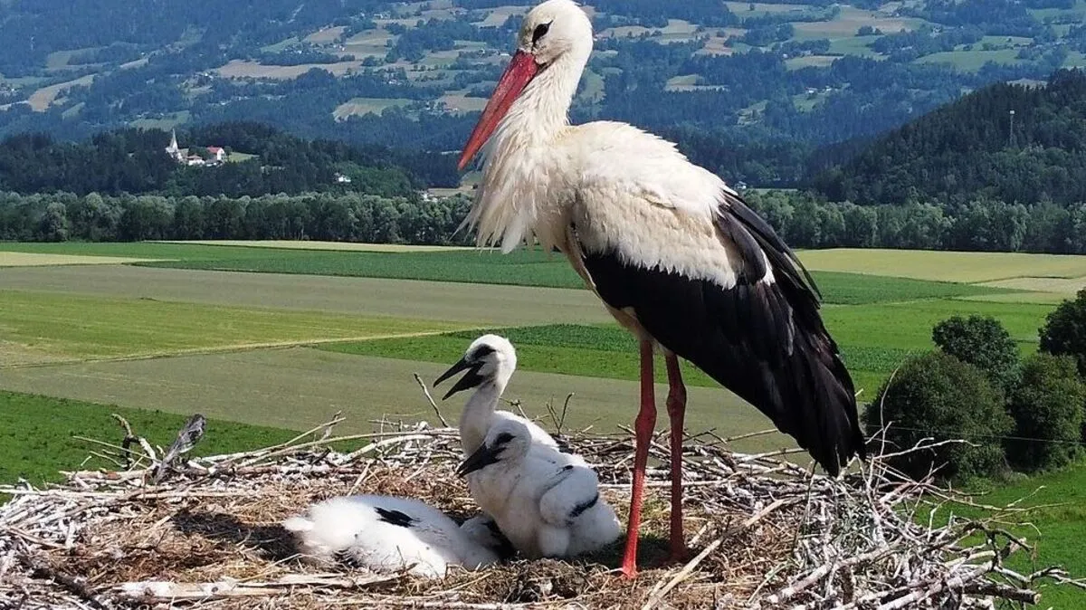 Drei Jungvögel ziehen die Baldramsdorfer Weißstörche heuer groß und ein ganzes Dorf fiebert mit