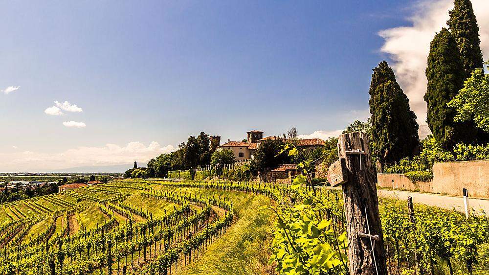 Sanfte Hügel, grandiose Weißweine: Rund 300 Produzenten kultivieren im Collio 1300 Hektar Rebflächen