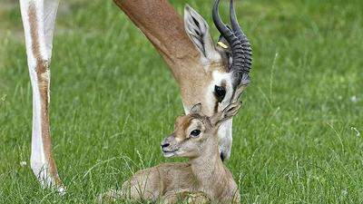 Das Mhorrgazelle-Weibchen brachte nach sechs Monaten Tragzeit ein männliches Jungtier zur Welt