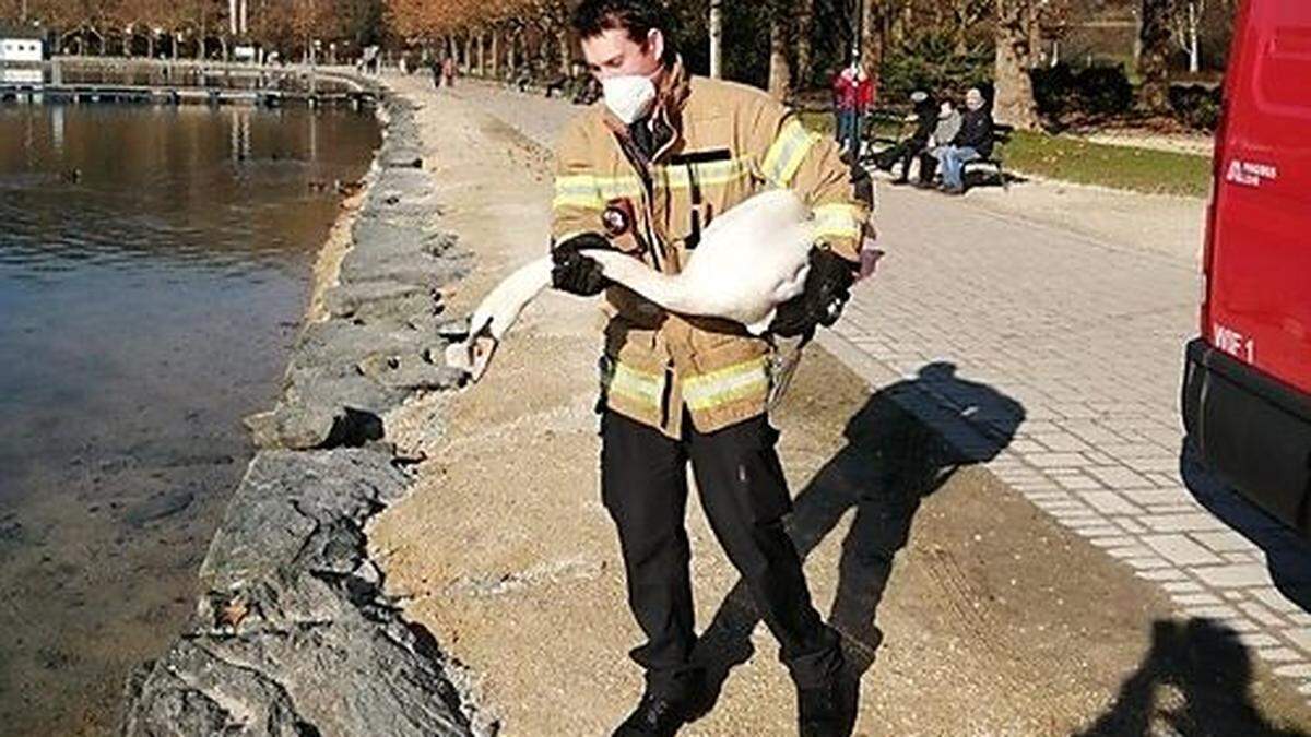 Feuerwehrmann Andreas Petritz ließ den Schwan am Wörthersee frei