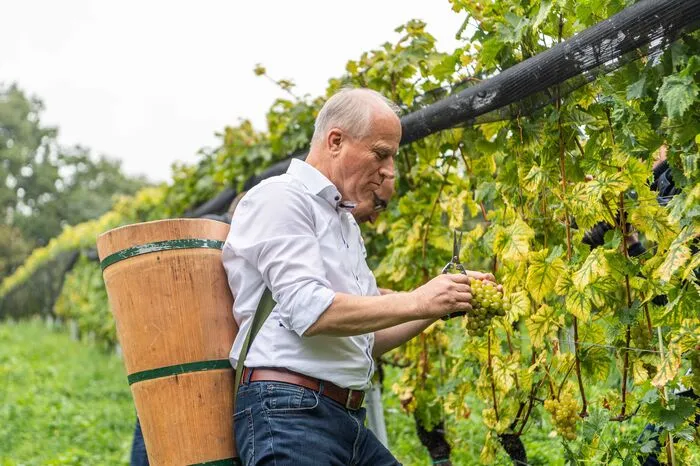 Bis Mitte Oktober soll dieses Jahr die Weinlese abgeschlossen sein.