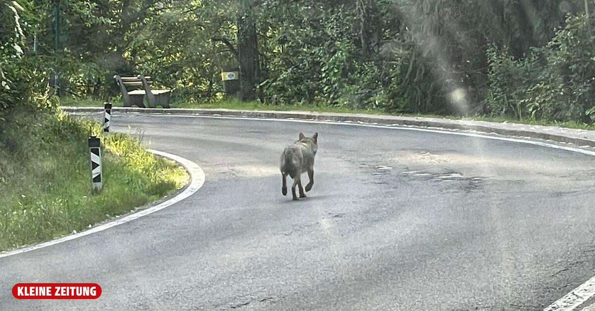 Wolf rannte am Wörthersee die Hauptstraße entlang