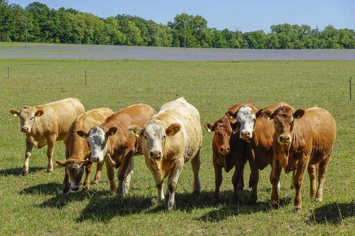  Rinder auf der Weide