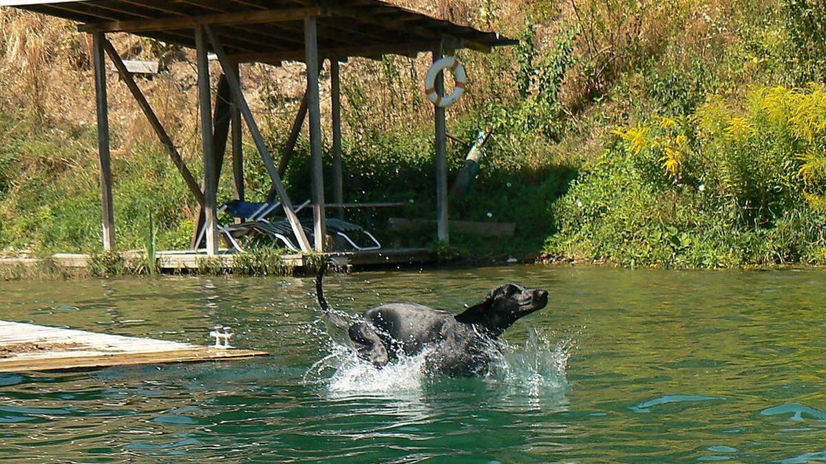 Sogar wasserscheue Hunde lernen im Sommer die Vorzüge eines kühlenden Bades zu schätzen