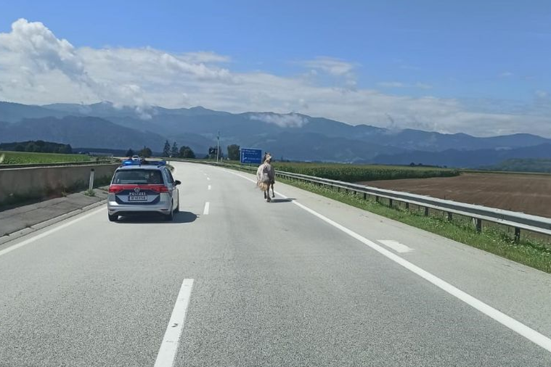 Von Autobahnmeisterei eingefangen : Pferd geloppierte über S36 Murtal Schnellstraße 