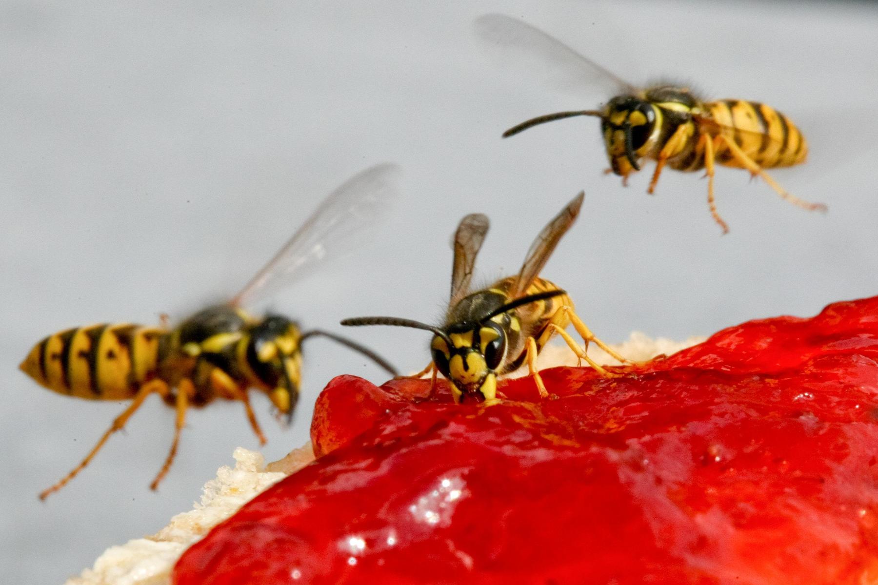 Wespen Wespe Plage Gelsen Gefahr gefährlich Stich