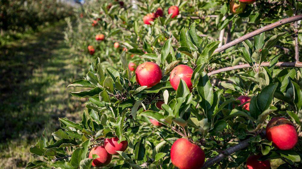 Bis Mitte September läuft in Österreich für gewöhnlich die Apfelernte