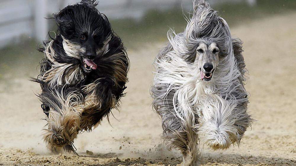 Londoner Stadtteil plant DNA-Test für Hundekot