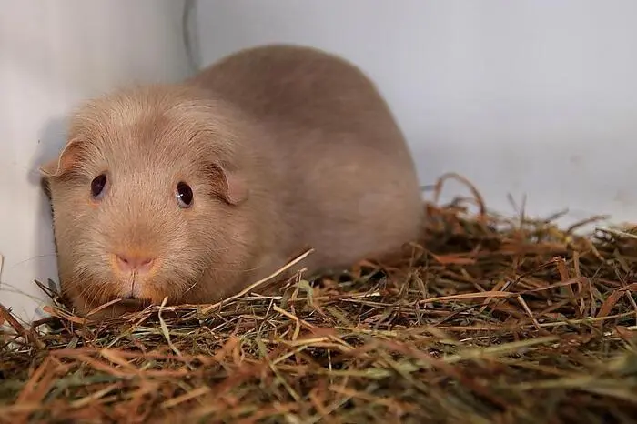 Bereits am Donnerstag davor wurden die mit viel Liebe und Sachverständnis gezüchteten Tiere durch die Preisrichter Emmerich Ruess, Martin Schreiner, Arnold Tuider und Leonhard Anderwald einer Bewertung unterzogen.