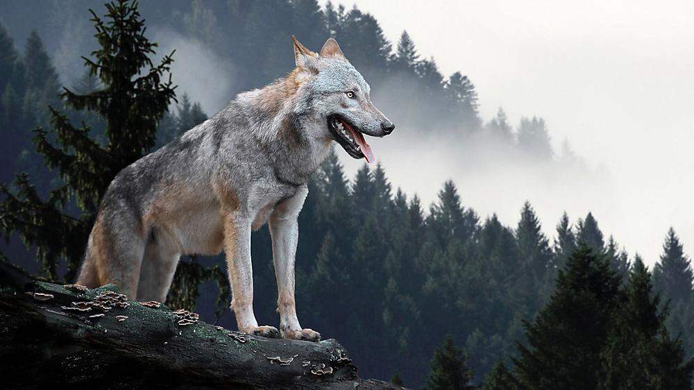Wie umgehen mit Wölfen? Die zentrale Wolfsmanagement-Stelle nimmt Form an 