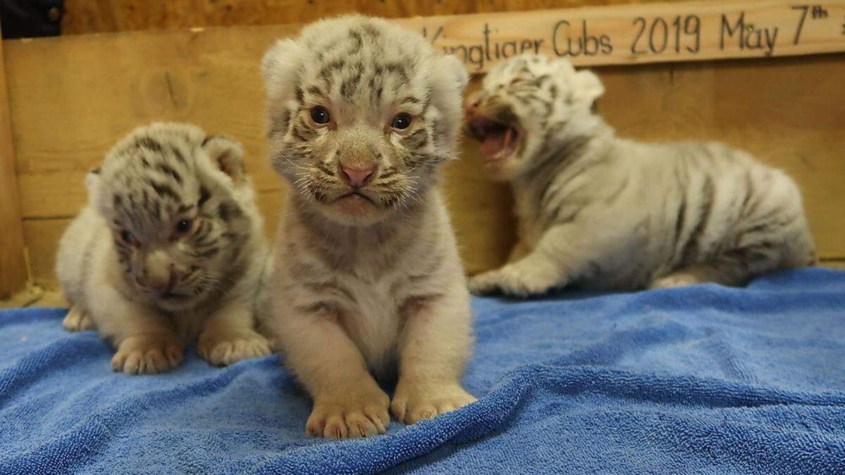 Hector, Pascha und Zeus geht es sehr gut, aber die Kameras sind etwas langweilig, denkt sich Zeus und gähnt herzhaft 