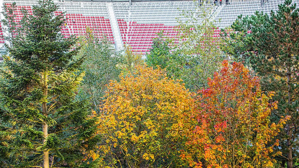 Der herbstlich verfärbte Stadionwald