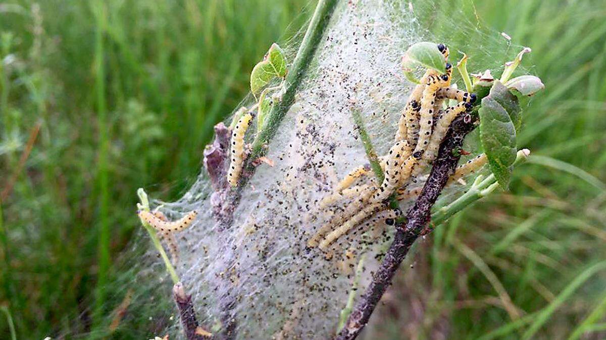 Gespinstmotten sind derzeit etwa an der Glan zu sehen