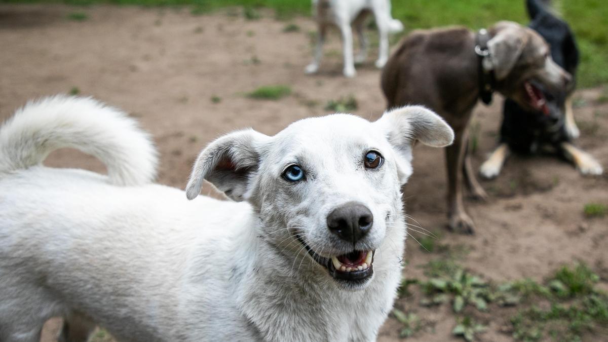 Auf 17 Hundewiesen können sich Vierbeiner in Graz austoben, verteilt sind diese aber nur auf zwölf Bezirke