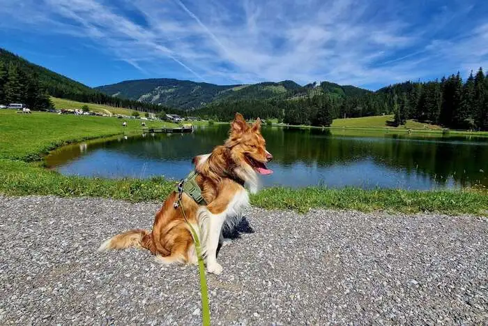 Barney aus Graz