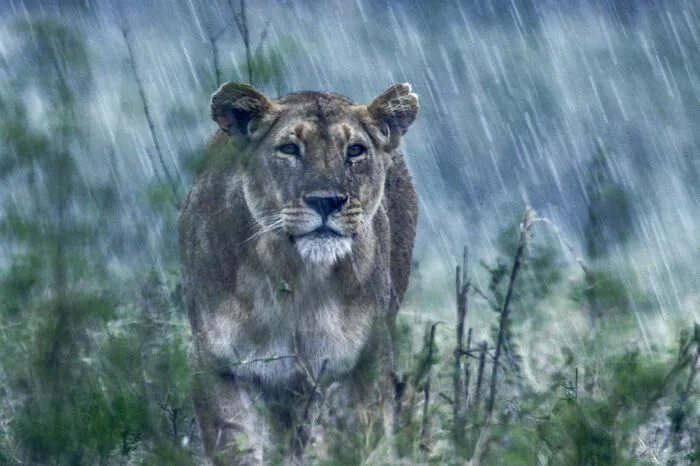 Charm geht durch einen der regelmäßigen Regengüsse, der die Masai Mara während der Regenzeit durchnässt.