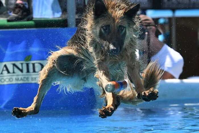 Hier im Flug zu sehen ist Dudley, ein Deutscher Schäferhund. Geworfen und gesprungen wurde dieses Wochenende in Costa Mesa in Kalifornien.
