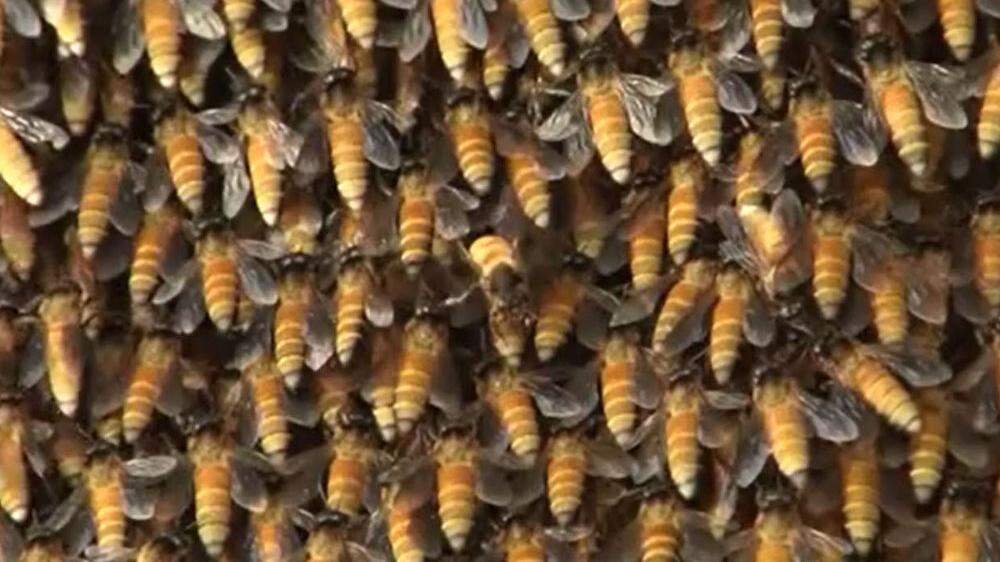 Die Bienen behelfen sich mit einem Ventilationssystem