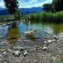 Hier ist er Hund, hier darf er‘s sein: Im „Haus Mauken“ gibt es einen Teich für Vierbeiner (und Menschen)
