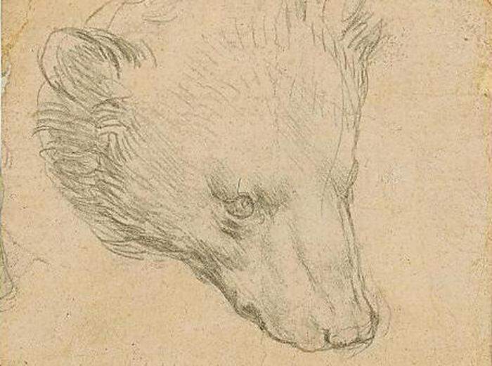 Bärenkopf von Leonardo da Vinci