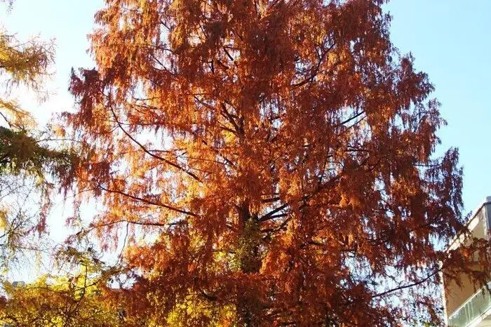 Urweltmammutbaum aus China im Botanischen Garten Graz