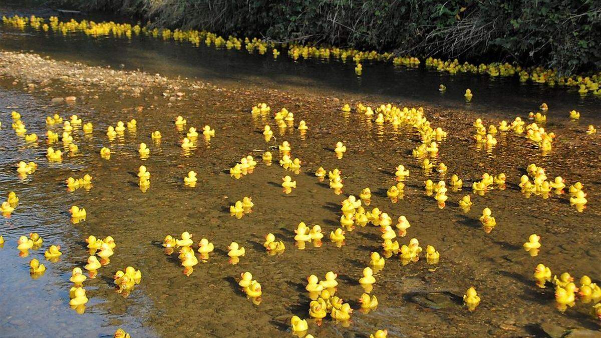 Mit Radlader wurden tausende Quietsch–Enten in den Rabnitzbach geschüttet