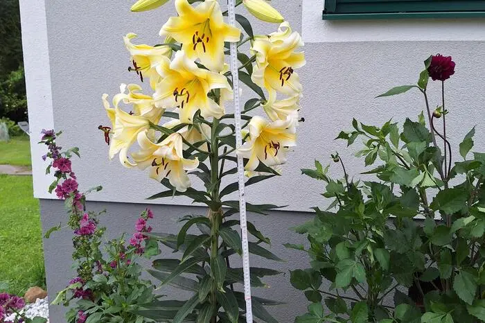 „Was für ein bezaubernder Anblick in meinem Vorgarten!“ Von Größe (180 Zentimeter) und Duft dieser Lilie überwältigt ist Berti Simbürger aus St. Peter ob Judenburg. 