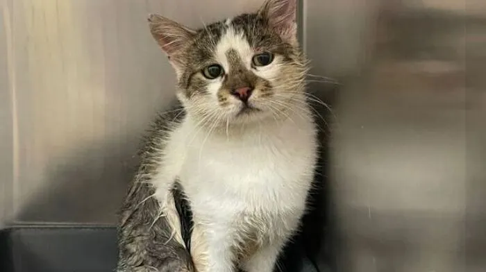 In Viktring ist eine Katze (am Foto) zugelaufen. Sie (oder er) wurde ins Tiko gebracht. Kontakt: Kärntner Landestierschutzkompetenzzentrum TiKo, 9020 Klagenfurt, Judendorfer Straße 46, Telefon (0 463) 43 5 41