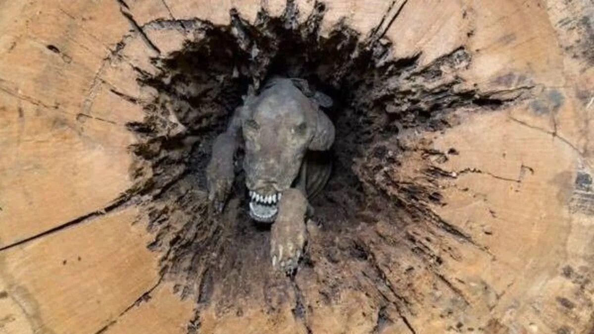 "Stuckie" steckte 60 Jahre in einem Baum fest