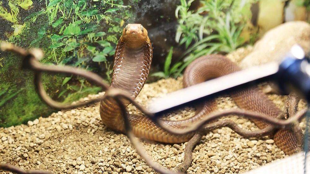 Zehn hochgiftige Schlangen, wie diese Kobra, lagen in ungesicherten Plastikboxen in der Wohnung eines Klagenfurter Häftlings