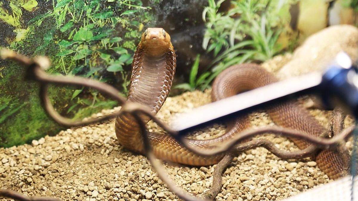 Zehn hochgiftige Schlangen, wie diese Kobra, lagen in ungesicherten Plastikboxen in der Wohnung eines Klagenfurter Häftlings