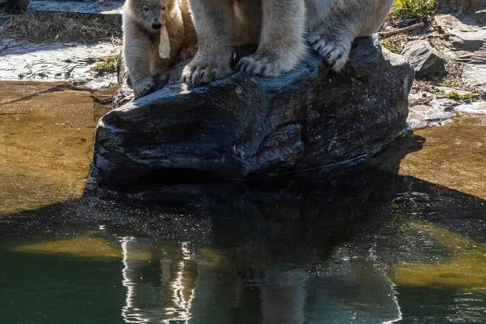 Mehr als 5.300 Namensvorschläge waren nach Angaben des Tierparks in den vergangenen Monaten eingegangen.
