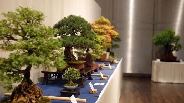Am vergangenen Wochenende wurde das Kunsthaus Weiz Schauplatz der Bonsai-Nationalausstellung.