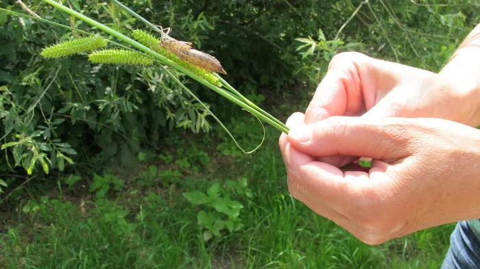 Der Naturschutzbund und die Österreichische Naturschutz Jugend luden zum Naturerlebnistag ins Hartberger Gmoos ein.