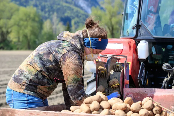 Bei dieser Maschine gilt es darauf zu achten, dass zwei kleine Förderbänder gleichmäßig mit Erdäpfeln bestückt sind.