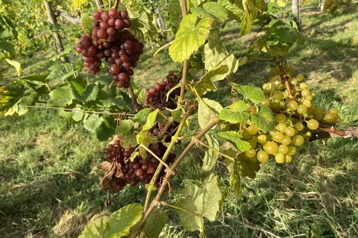 Auf dem Weinberg "Alte Reben" von Stefan Potzinger werden gemischte Sorten von 50 Jahre alten Reben geerntet