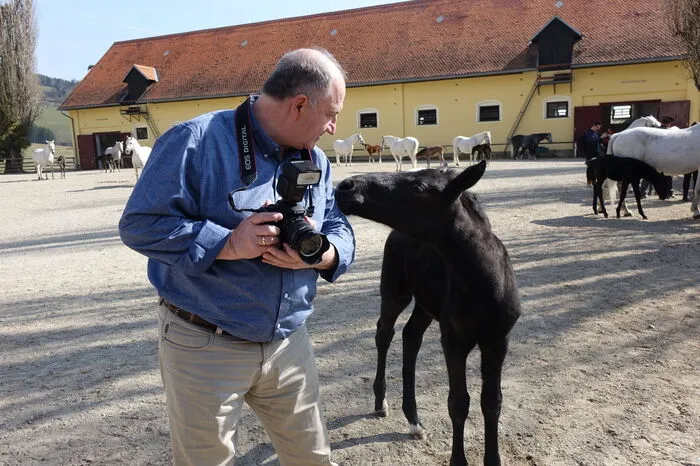 Und bei manch einem Fohlen musste man schon aufpassen, dass man nicht gezwickt wird.