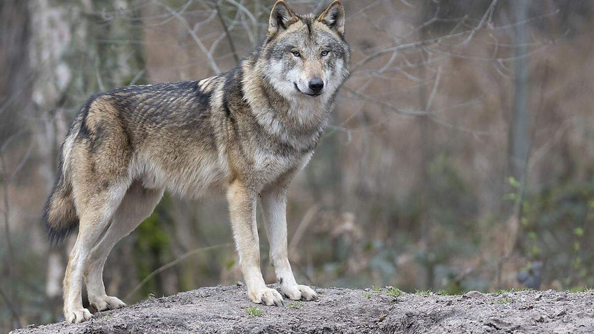 Bis zum 15. September gilt die Abschusserlaubnis für einen Wolf. Am Bild: ein europäischer Grauwolf