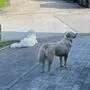 Diese beiden Golden Retriever haben zahlreiche Kleintiere getötet 