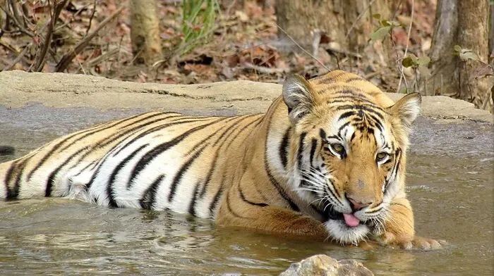 Er wird gesucht: Tiger Jai.