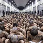 Insassen im Gefängnis CECOT in El Salvador