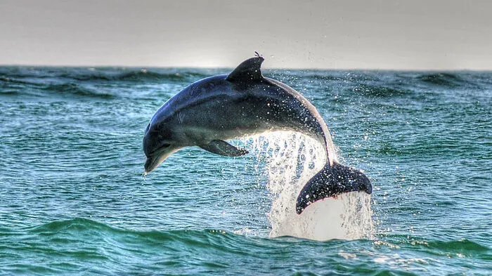 Umgeben von Wasser so weit das Auge reicht sind die Florida Keys. Was liegt da näher, als ein tolles Erlebnis im, am oder auf dem Wasser? Am meisten beeindruckt hat die Facebookfreunde das Beobachten von Delfinen in freier Wildbahn. Wer das immer schon mal machen wollte, kann dies in Key West mit Fury Water Adventures tun. Bei der "Dolphin Watch Eco Tour" geht es mit einem Katamaran raus zum „Playground of the Dolphins". Dann heißt es Augen offen halten und die Wasseroberfläche nach verdächtigen Rückenflossen absuchen. Die Crew erzählt Spannendes über die klugen Tiere und die Chancen die Säuger zu Gesicht zu bekommen sind sehr groß. Anschließend geht es noch zu einem kleinen Schnorcheltrip.