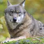Der Wolf wurde zuvor in Österreich noch nicht nachgewiesen (Sujetbild)