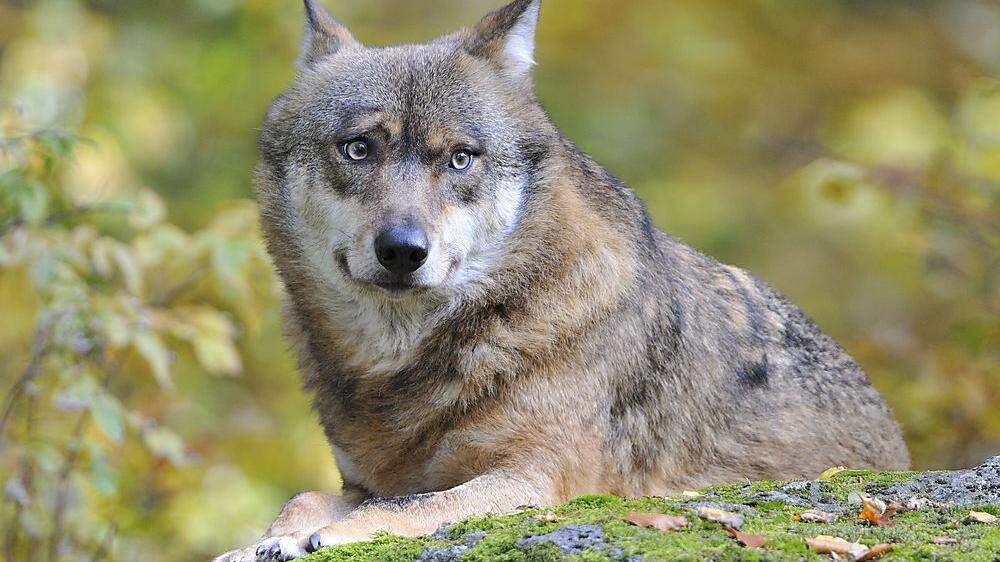 Der Wolf wurde zuvor in Österreich noch nicht nachgewiesen (Sujetbild)
